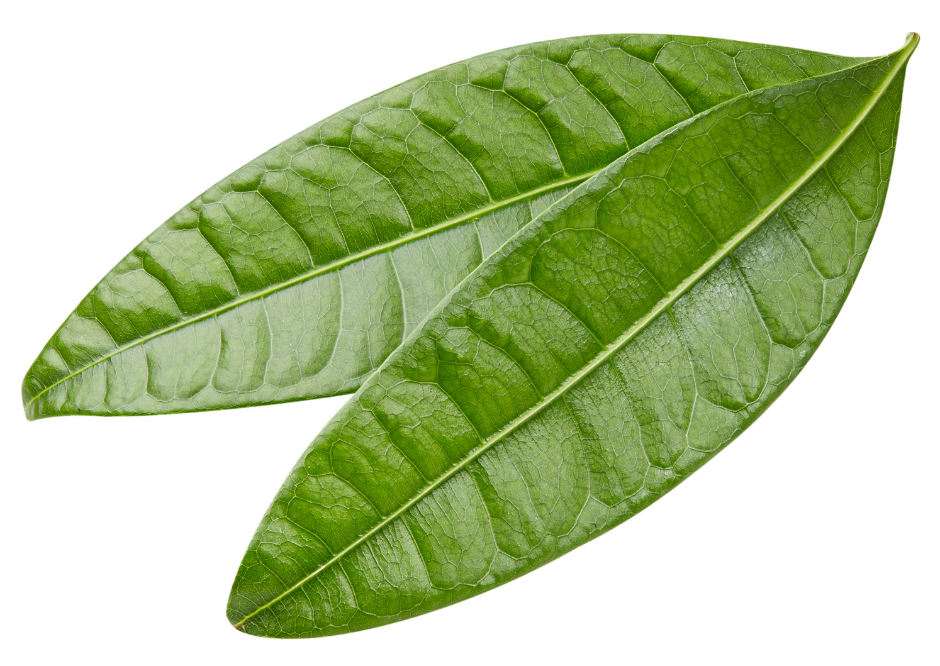 mango leaf